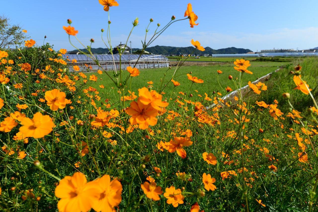 Haruno Guesthouse Kōchi Buitenkant foto